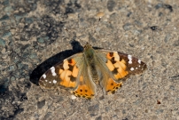 La Belle-Dame (Lpidoptre - Nymphalidae - Vanessa cardui)